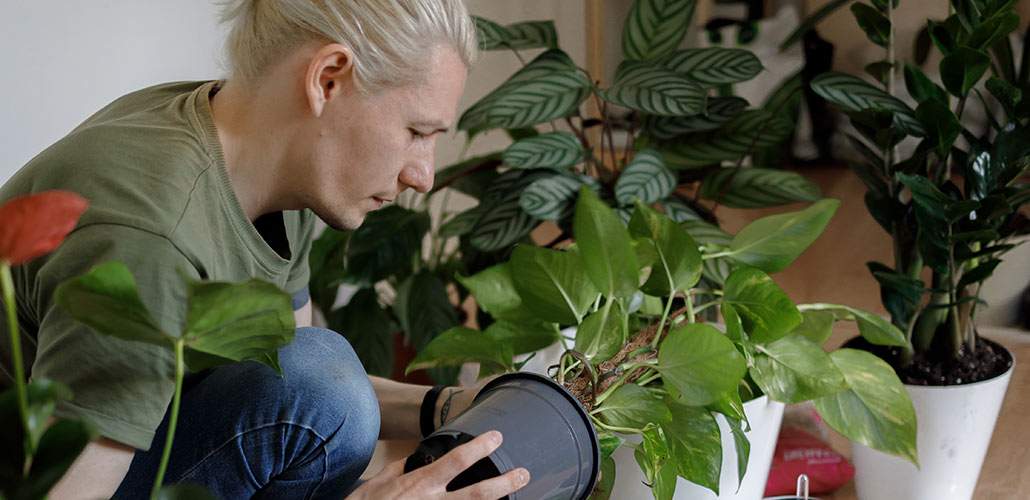 man adding dirt to houseplant